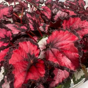 Begonia Red Robin Live Plant – Vibrant Red Foliage – 3-6