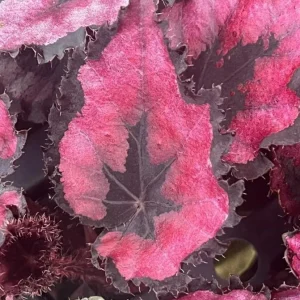 Begonia Red Robin Live Plant – Vibrant Red Foliage – 3-6