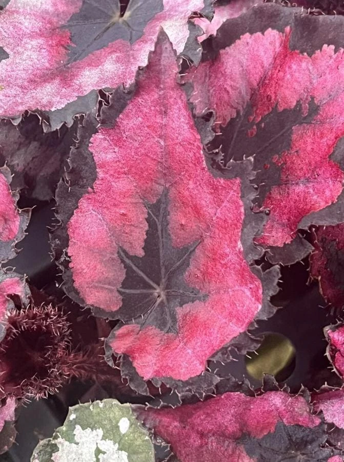 Begonia Red Robin Live Plant – Vibrant Red Foliage – 3-6" Tall Starter – Indoor Ornamental - Image 1