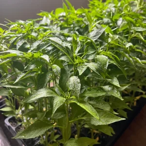 Birds Eye Chili Pepper Live Seedlings - 4 Pack - Hot Pepper Plant - Image 2