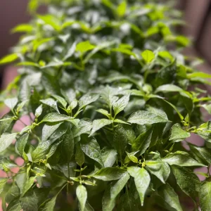 Birds Eye Chili Pepper Live Seedlings - 4 Pack - Hot Pepper Plant - Image 3