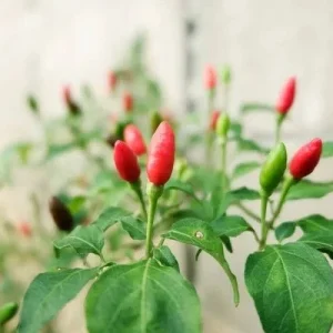 Birds Eye Chili Pepper Live Seedlings - 4 Pack - Hot Pepper Plant - Image 4