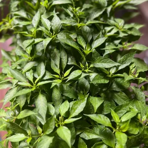 Birds Eye Chili Pepper Live Seedlings - 4 Pack - Hot Pepper Plant - Image 1