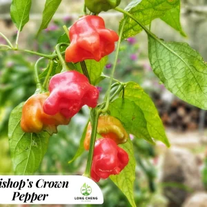 Bishop's Crown Pepper- 4 Live Seedlings - Image 1