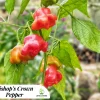 Bishop's Crown Pepper Live Seedlings - 4 Pack, Unique Flavor - Image 1