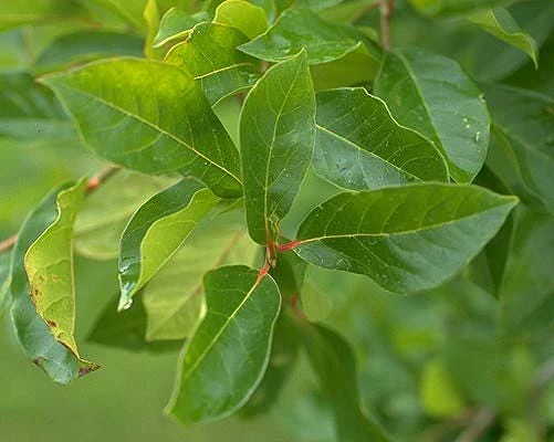 Black Gum Tree Live Plant – Nyssa sylvatica – 18-24 inch Tall – 3 inch Pot – Outdoor Shade Tree - Image 2