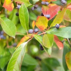 Black Gum Tree Live Plant – Nyssa sylvatica – 18-24 inch Tall – 3 inch Pot – Outdoor Shade Tree - Image 3