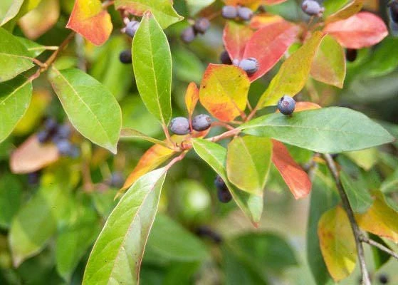 Black Gum Tree Live Plant – Nyssa sylvatica – 18-24 inch Tall – 3 inch Pot – Outdoor Shade Tree - Image 3
