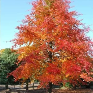 Black Gum Tree Live Plant – Nyssa sylvatica – 18-24 inch Tall – 3 inch Pot – Outdoor Shade Tree - Image 1