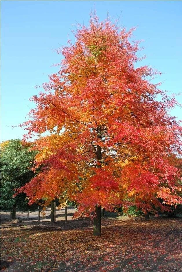 Black Gum Tree Live Plant – Nyssa sylvatica – 18-24 inch Tall – 3 inch Pot – Outdoor Shade Tree - Image 1