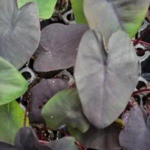 Black Ripple Colocasia Live Plant – Bold Dark Leaf – Tropical Foliage – 3 Inch Pot - Image 2