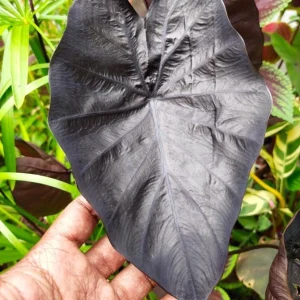 Black Ripple Colocasia Live Plant – Bold Dark Leaf – Tropical Foliage – 3 Inch Pot - Image 3