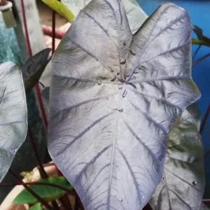 Black Ripple Colocasia Live Plant – Bold Dark Leaf – Tropical Foliage – 3 Inch Pot - Image 4