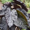 Black Ripple Colocasia Live Plant – Bold Dark Leaf – Tropical Foliage – 3 Inch Pot - Image 1