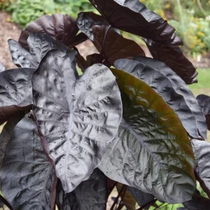 Black Ripple Colocasia Live Plant – Bold Dark Leaf – Tropical Foliage – 3 Inch Pot - Image 1
