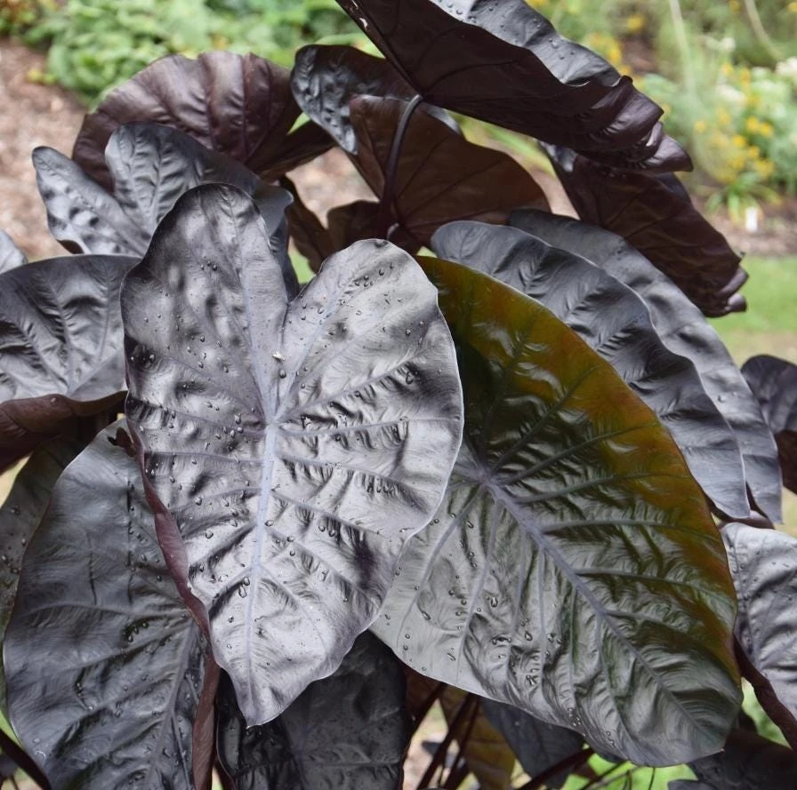 Black Ripple Colocasia Live Plant – Bold Dark Leaf – Tropical Foliage – 3 Inch Pot - Image 1