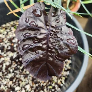 Black Ripple Colocasia Live Plant – Bold Dark Leaf – Tropical Foliage – 3 Inch Pot - Image 5