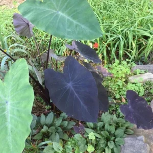 Black Ruffle Colocasia Live Plant – Dark Ruffled Tropical Foliage – 3-6