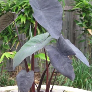 Black Ruffle Colocasia Live Plant – Dark Ruffled Tropical Foliage – 3-6