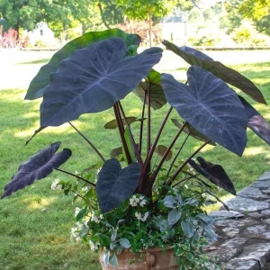 Black Ruffle Colocasia Live Plant – Dark Ruffled Tropical Foliage – 3-6
