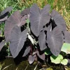 Black Ruffle Colocasia Live Plant – Dark Ruffled Tropical Foliage – 3-6" Starter - Image 1