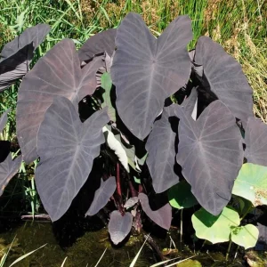 Black Ruffle Colocasia Live Plant – Dark Ruffled Tropical Foliage – 3-6