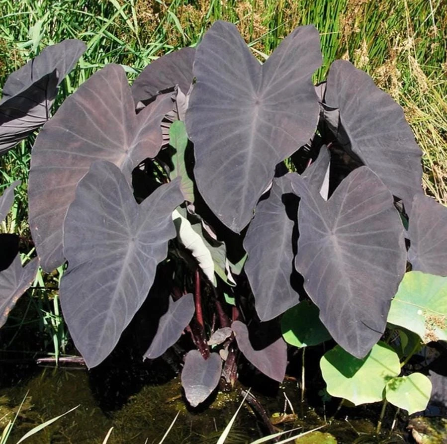 Black Ruffle Colocasia Live Plant – Dark Ruffled Tropical Foliage – 3-6" Starter - Image 1