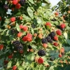 Blackberry Navaho Live Plant – Sweet Thornless Berry Shrub – 3-6 in Starter - Image 1