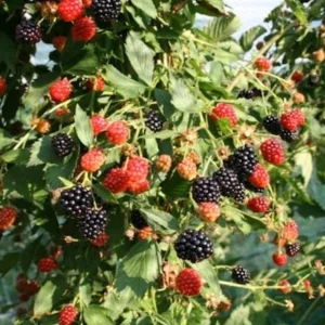 Blackberry Navaho Live Plant – Sweet Thornless Berry Shrub – 3-6 in Starter - Image 1