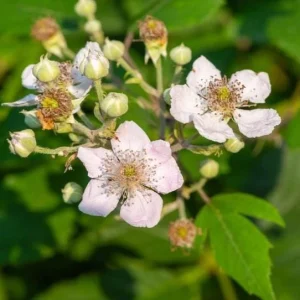 Blackberry Navaho Live Plant – Sweet Thornless Berry Shrub – 3-6 in Starter - Image 2