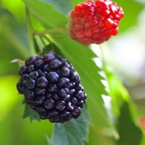 Blackberry Navaho Live Plant – Sweet Thornless Berry Shrub – 3-6 in Starter - Image 3