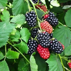 Blackberry Navaho Live Plant – Sweet Thornless Berry Shrub – 3-6 in Starter - Image 4
