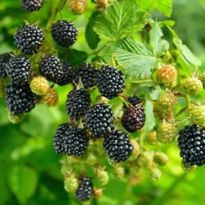 Blackberry Navaho Live Plant – Sweet Thornless Berry Shrub – 3-6 in Starter - Image 5