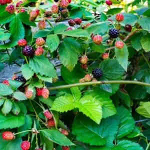 Blackberry Navaho Live Plant – Sweet Thornless Berry Shrub – 3-6 in Starter - Image 6