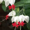 Bleeding Heart Vine Plant – Clerodendrum Thomsoniae – Red & White Blooms – Rooted Starter Plant – Indoor/Outdoor - Image 1