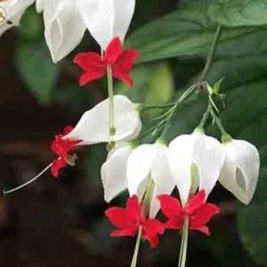 Bleeding Heart Vine Plant – Clerodendrum Thomsoniae – Red & White Blooms – Rooted Starter Plant – Indoor/Outdoor - Image 1