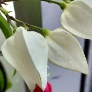 Bleeding Heart Vine Plant – Clerodendrum Thomsoniae – Red & White Blooms – Rooted Starter Plant – Indoor/Outdoor - Image 10