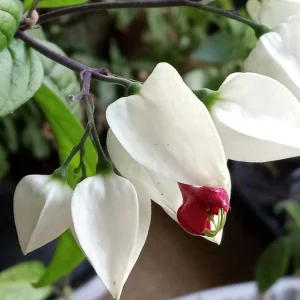 Bleeding Heart Vine Plant – Clerodendrum Thomsoniae – Red & White Blooms – Rooted Starter Plant – Indoor/Outdoor - Image 11