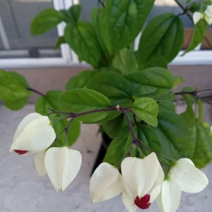 Bleeding Heart Vine Plant – Clerodendrum Thomsoniae – Red & White Blooms – Rooted Starter Plant – Indoor/Outdoor - Image 12