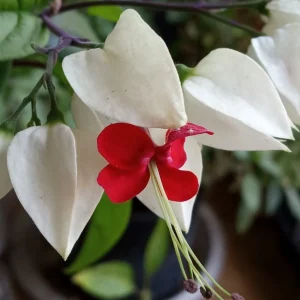 Bleeding Heart Vine Plant – Clerodendrum Thomsoniae – Red & White Blooms – Rooted Starter Plant – Indoor/Outdoor - Image 2