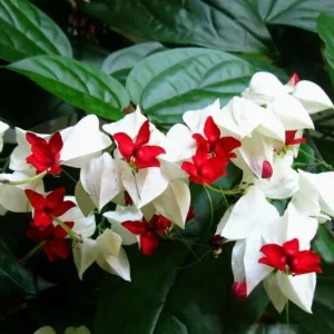 Bleeding Heart Vine Plant – Clerodendrum Thomsoniae – Red & White Blooms – Rooted Starter Plant – Indoor/Outdoor - Image 3
