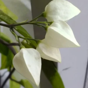 Bleeding Heart Vine Plant – Clerodendrum Thomsoniae – Red & White Blooms – Rooted Starter Plant – Indoor/Outdoor - Image 7