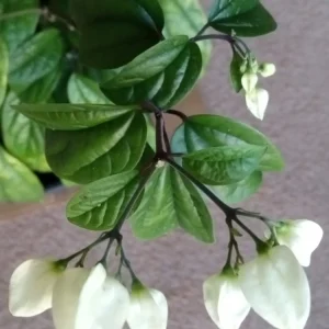 Bleeding Heart Vine Plant – Clerodendrum Thomsoniae – Red & White Blooms – Rooted Starter Plant – Indoor/Outdoor - Image 8