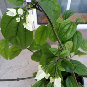 Bleeding Heart Vine Plant – Clerodendrum Thomsoniae – Red & White Blooms – Rooted Starter Plant – Indoor/Outdoor - Image 9