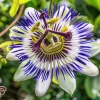 Blue Passion Flower Live Plant – Passiflora Caerulea Vine – 3-6 inch Tall Starter - Image 1