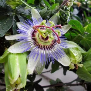 Blue Passion Flower Live Plant – Passiflora Caerulea Vine – 3-6 inch Tall Starter - Image 2