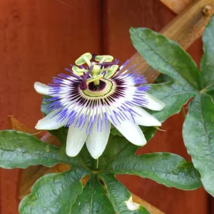 Blue Passion Flower Live Plant – Passiflora Caerulea Vine – 3-6 inch Tall Starter - Image 3