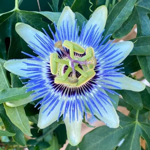 Blue Passion Flower Live Plant – Passiflora Caerulea Vine – 3-6 inch Tall Starter - Image 4