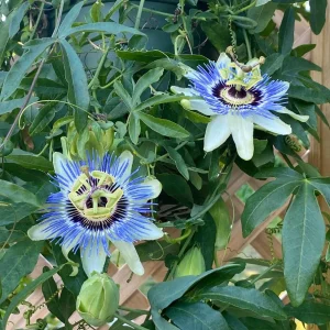 Blue Passion Flower Live Plant – Passiflora Caerulea Vine – 3-6 inch Tall Starter - Image 5