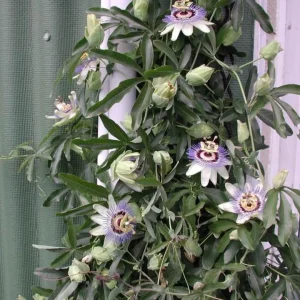 Blue Passion Flower Live Plant – Passiflora Caerulea Vine – 3-6 inch Tall Starter - Image 6